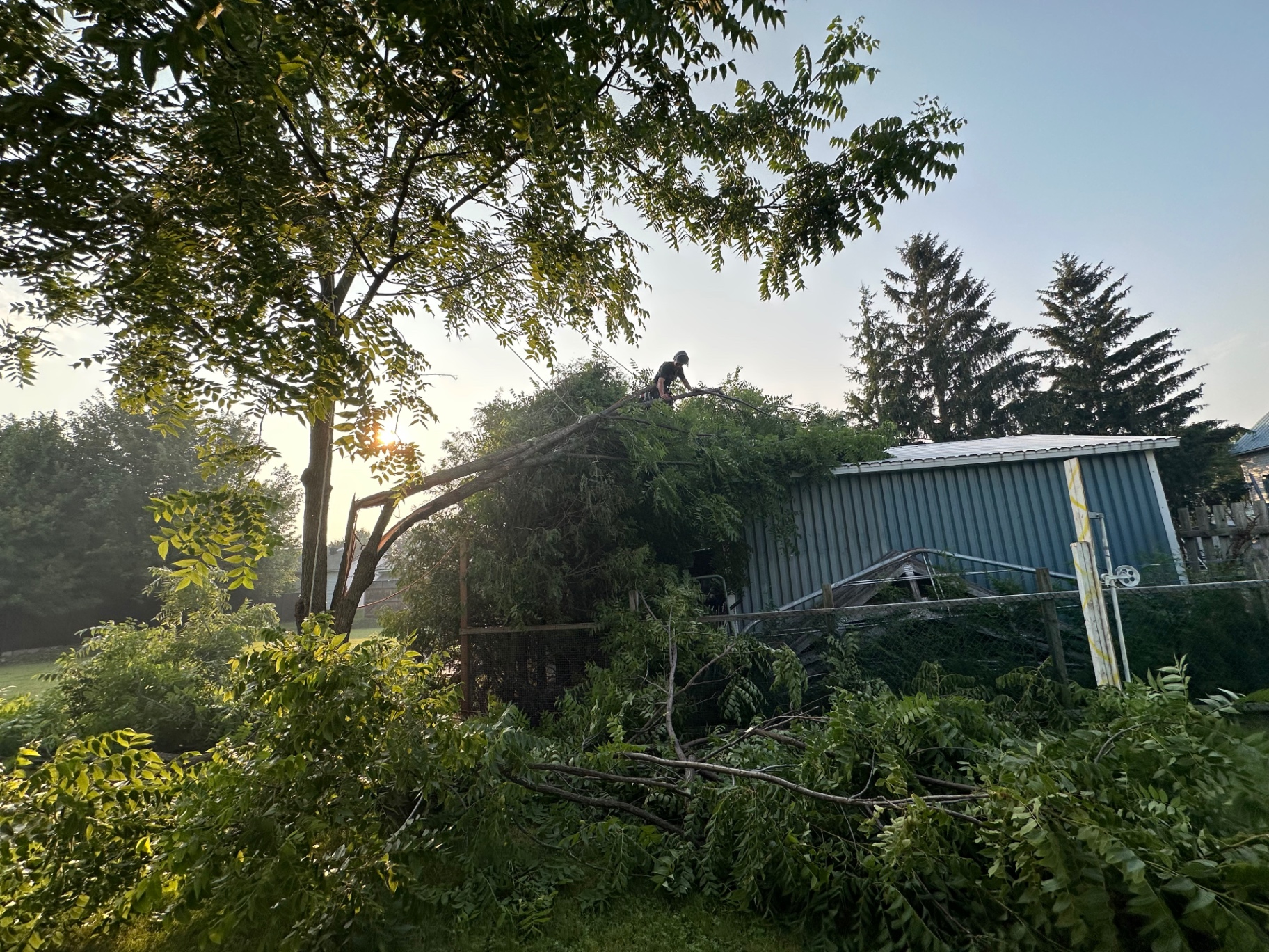 Élagage au lever du soleil d'une branche surplombant un bâtiment