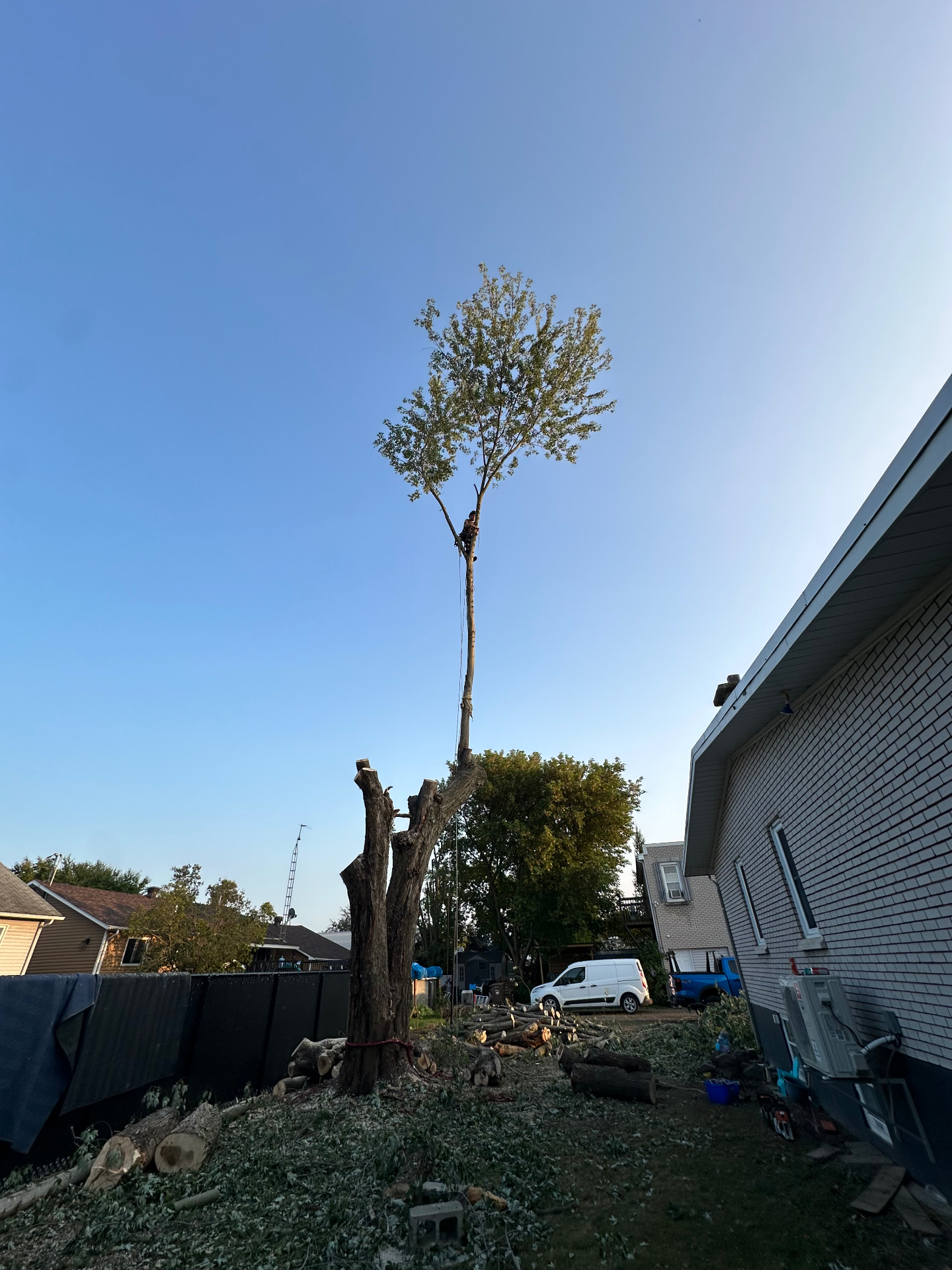 Démantèlement d'un grand arbre en cour arrière, grimpeur encordé en hauteur