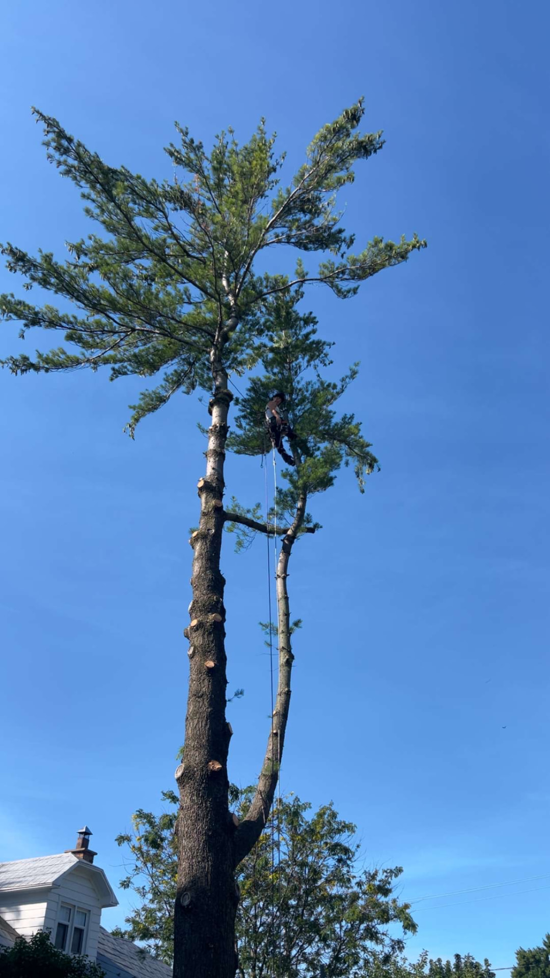 Élagage d'un grand pin en hauteur