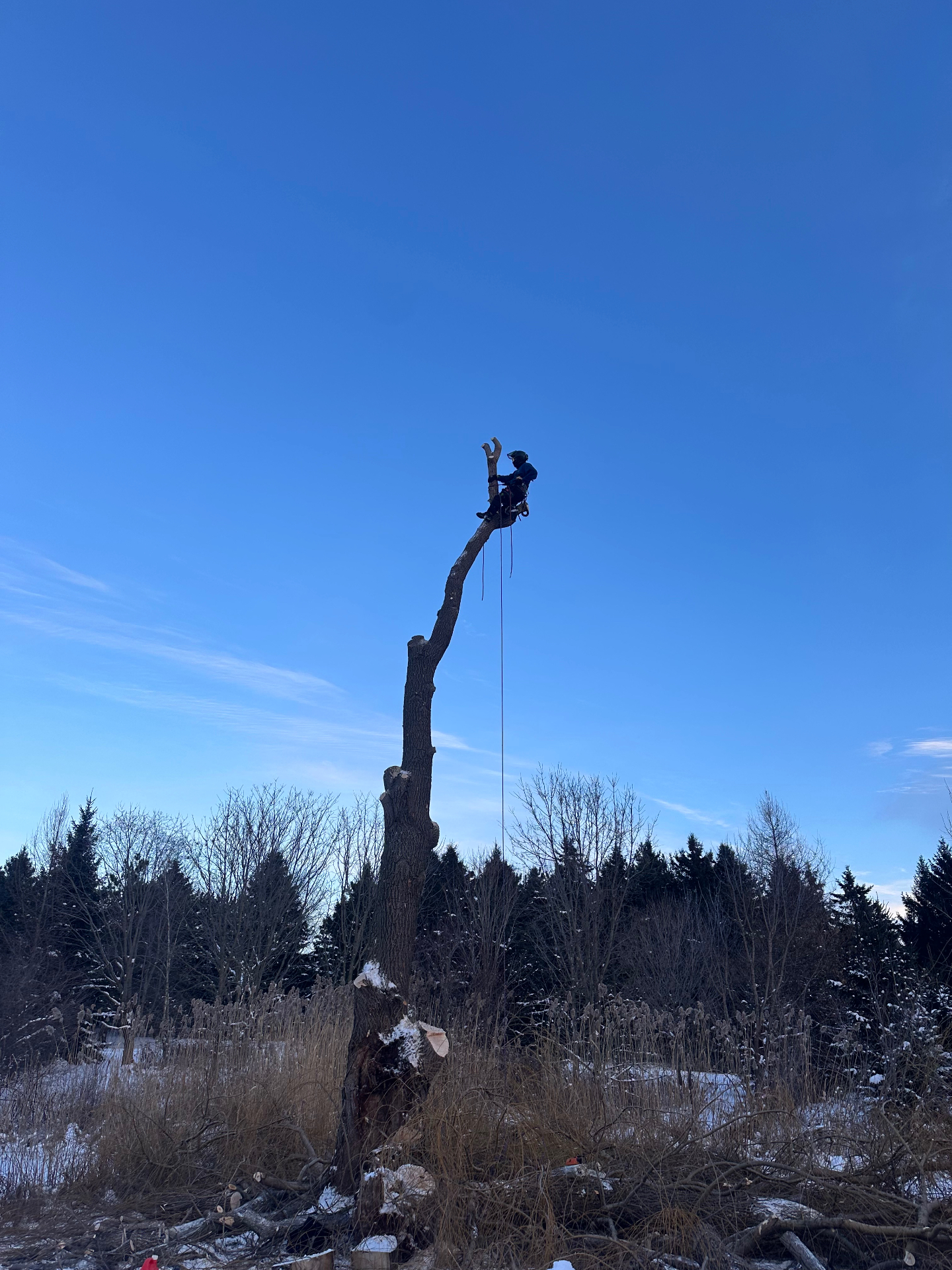 Abattage par sections d'un arbre en hiver, grimpeur au sommet du tronc